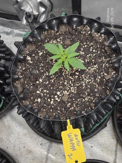 Auto Wappa. Week 1