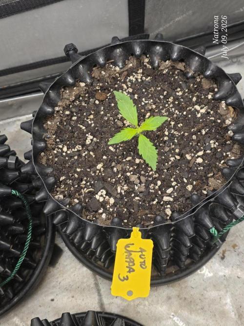 Auto Wappa. Week 1