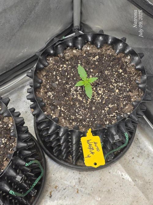 Auto Wappa. Week 1