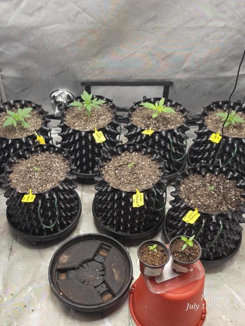 Auto Wappa. Week 1