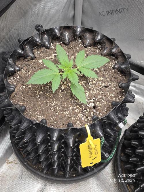 Auto Wappa. Week 1