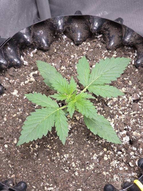 Auto Wappa. Week 1