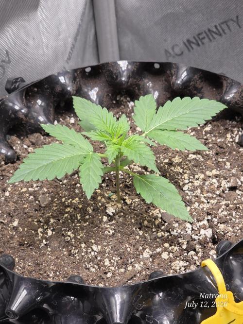 Auto Wappa. Week 1