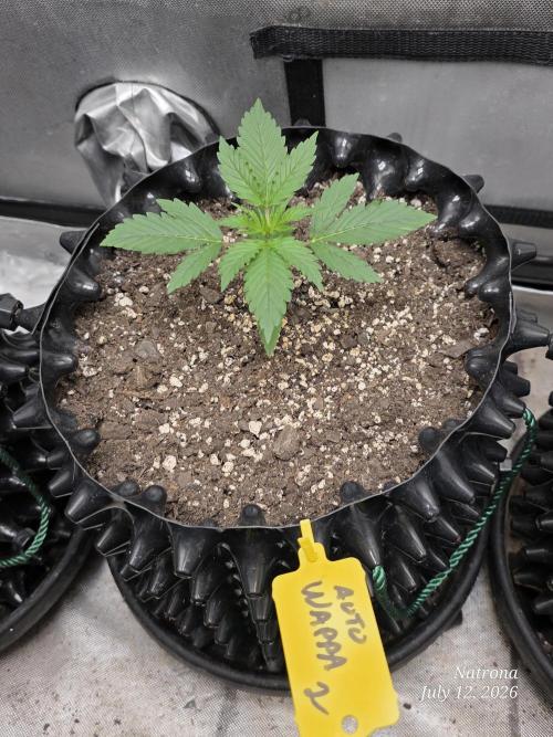 Auto Wappa. Week 1