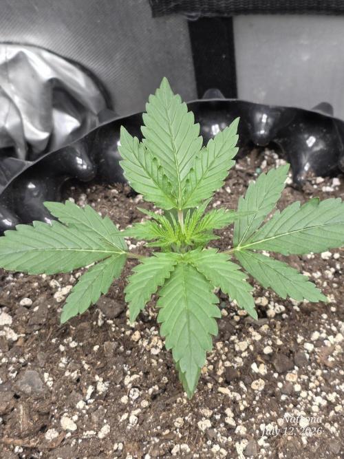 Auto Wappa. Week 1
