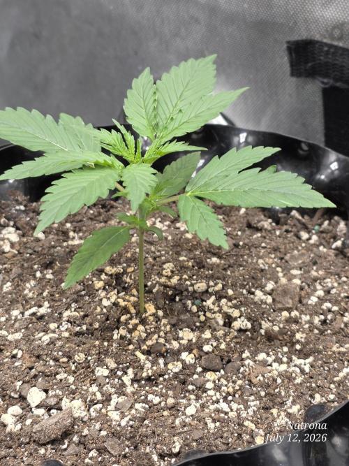 Auto Wappa. Week 1