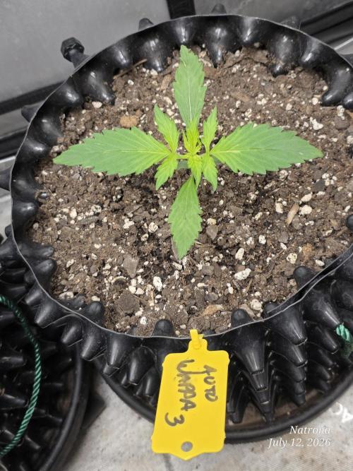 Auto Wappa. Week 1