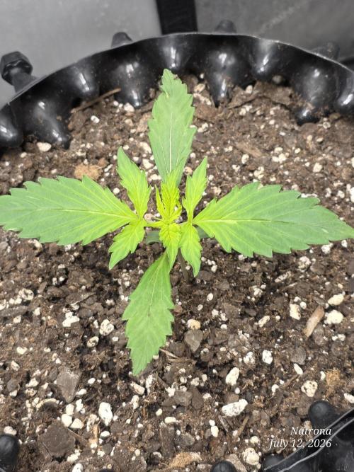 Auto Wappa. Week 1