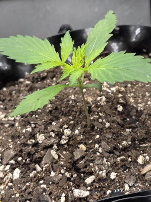 Auto Wappa. Week 1