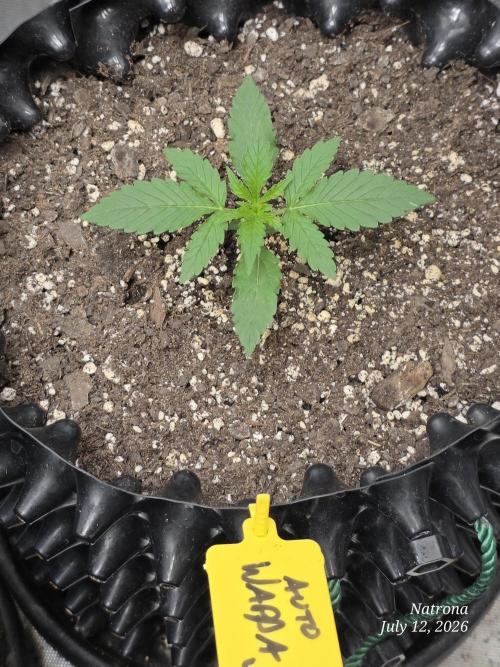 Auto Wappa. Week 1