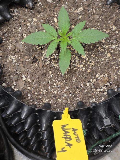 Auto Wappa. Week 1
