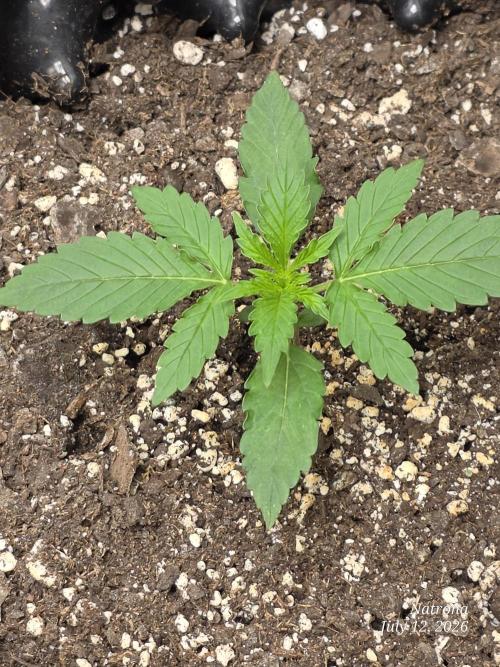Auto Wappa. Week 1