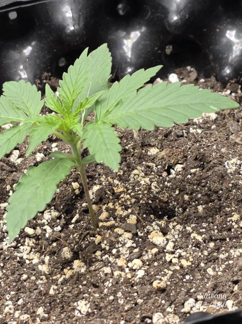 Auto Wappa. Week 1