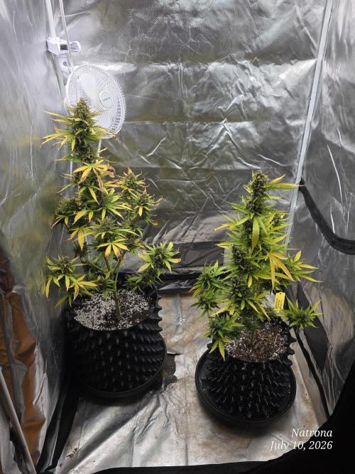Wedding Cake auto  2026 Outside Grow. Week 8