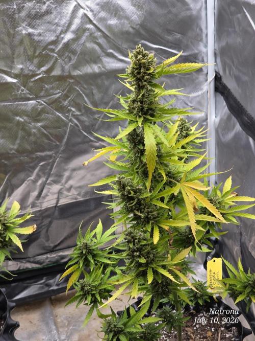 Wedding Cake auto  2026 Outside Grow. Week 8