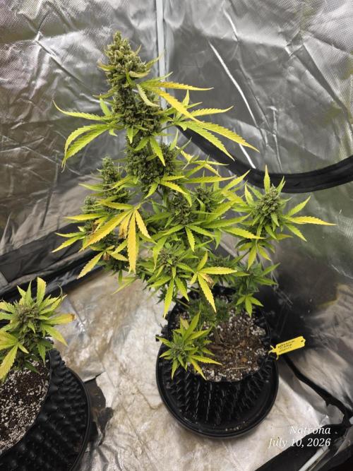 Wedding Cake auto  2026 Outside Grow. Week 8