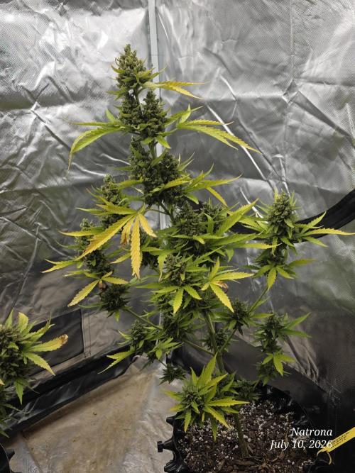 Wedding Cake auto  2026 Outside Grow. Week 8