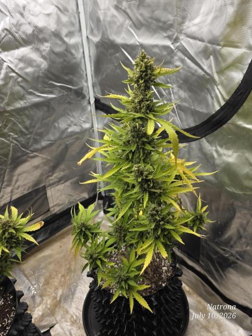 Wedding Cake auto  2026 Outside Grow. Week 8