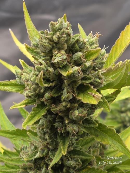 Wedding Cake auto  2026 Outside Grow. Week 8
