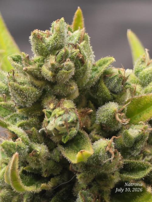 Wedding Cake auto  2026 Outside Grow. Week 8