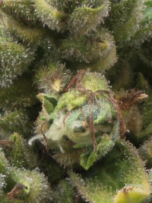 Wedding Cake auto  2026 Outside Grow. Week 8