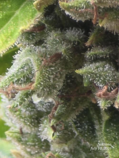 Wedding Cake auto  2026 Outside Grow. Week 8