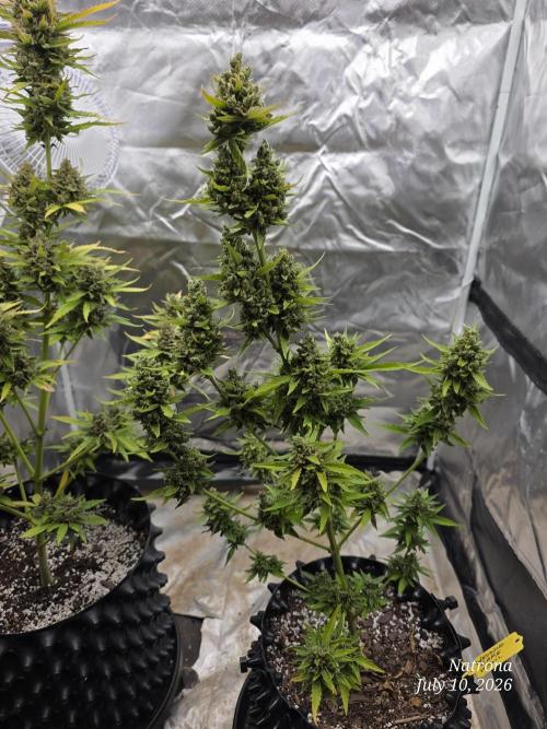 Wedding Cake auto  2026 Outside Grow. Week 8