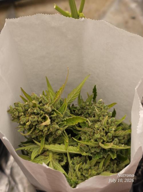 Wedding Cake auto  2026 Outside Grow. Week 8