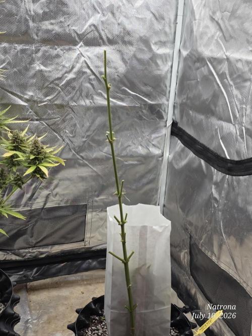 Wedding Cake auto  2026 Outside Grow. Week 8