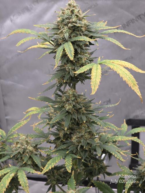 Black Cherry Punch auto -Pyramid Seeds. Week 13