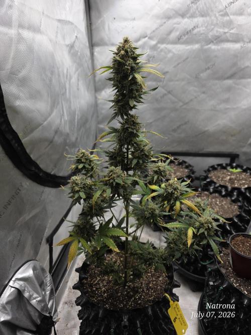 Black Cherry Punch auto -Pyramid Seeds. Week 13