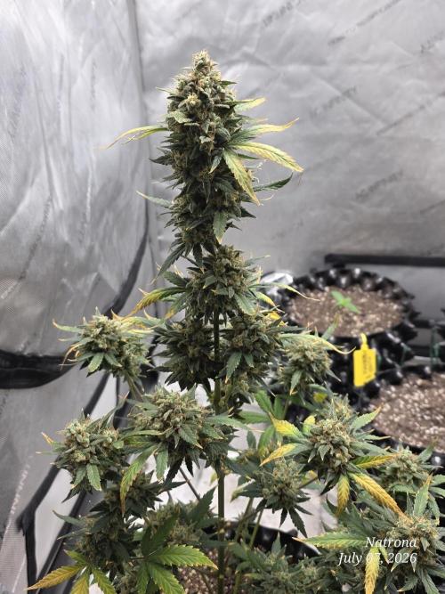 Black Cherry Punch auto -Pyramid Seeds. Week 13
