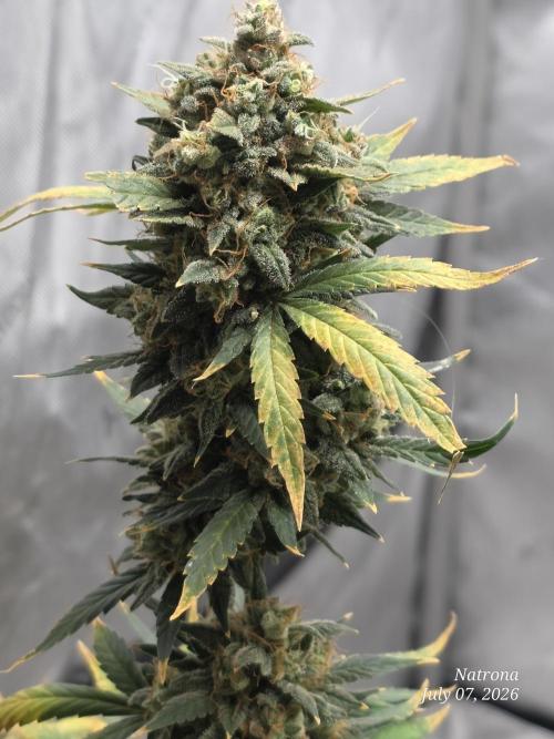 Black Cherry Punch auto -Pyramid Seeds. Week 13