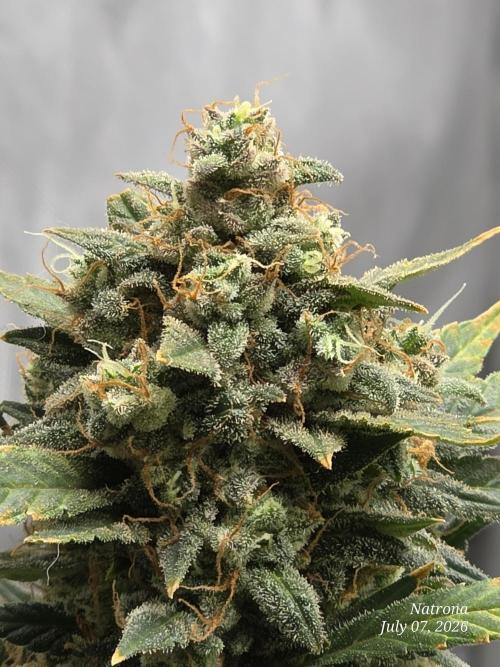 Black Cherry Punch auto -Pyramid Seeds. Week 13