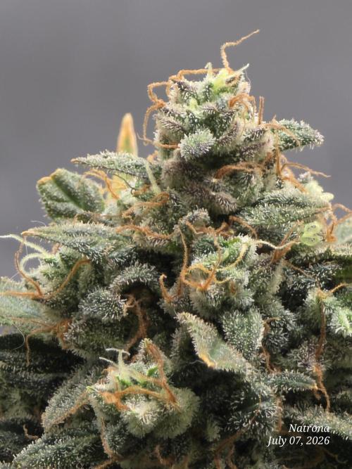 Black Cherry Punch auto -Pyramid Seeds. Week 13