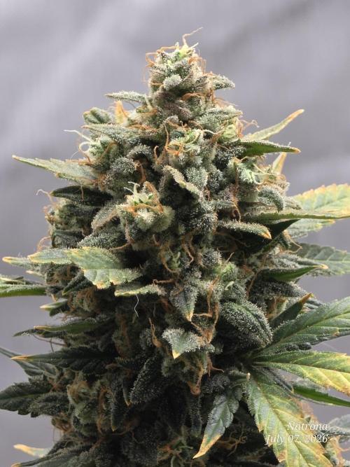 Black Cherry Punch auto -Pyramid Seeds. Week 13