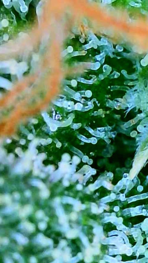 Black Cherry Punch auto -Pyramid Seeds. Week 13