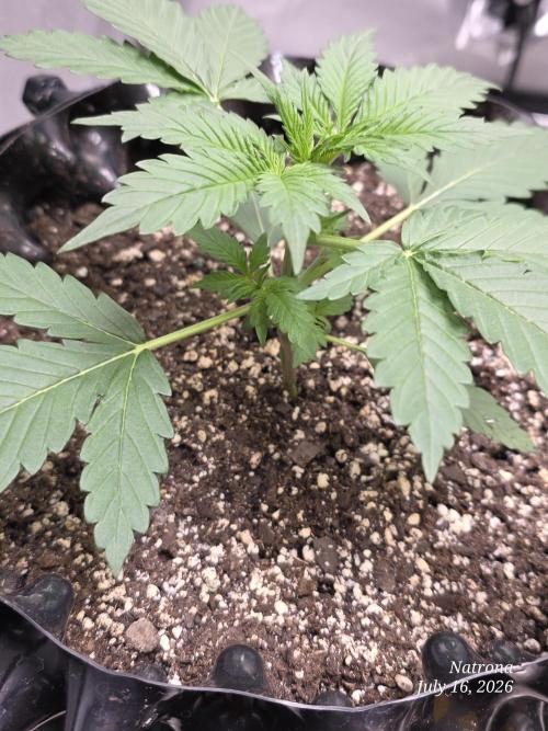 Auto Wappa. Week 2