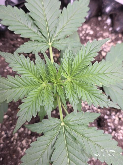 Auto Wappa. Week 2