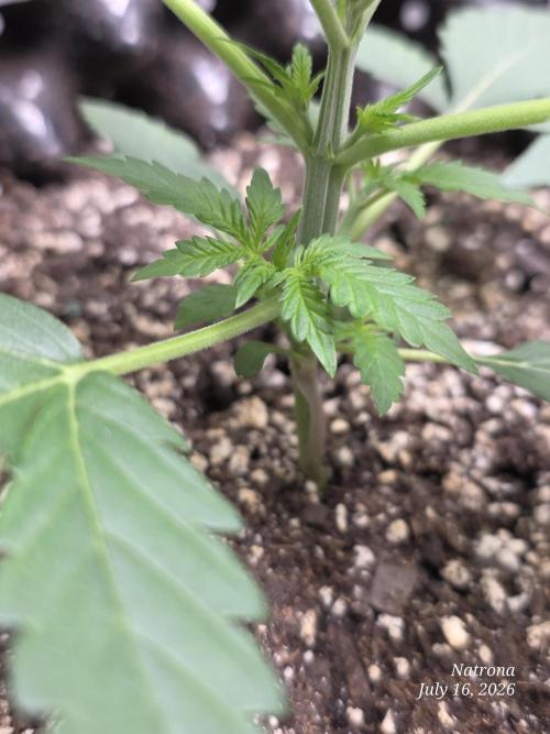 Auto Wappa. Week 2 - Thick stems