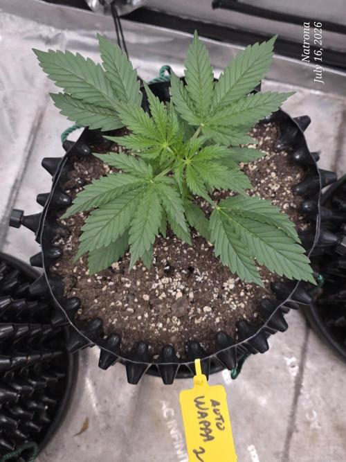 Auto Wappa. Week 2