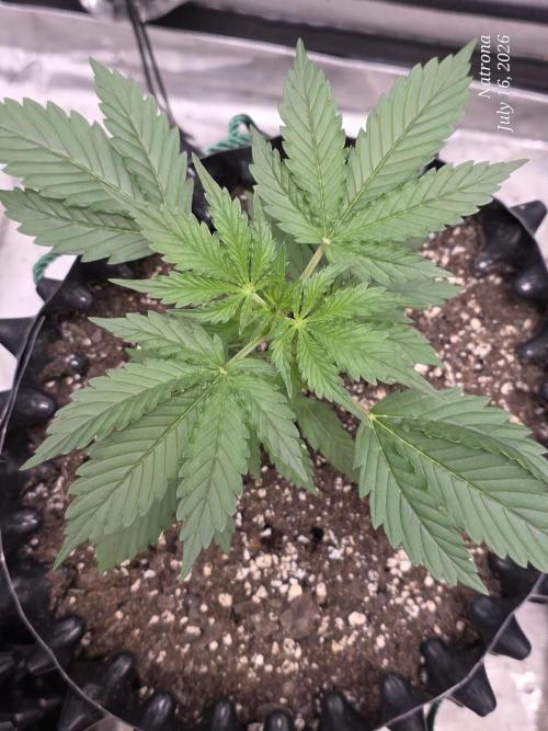 Auto Wappa. Week 2