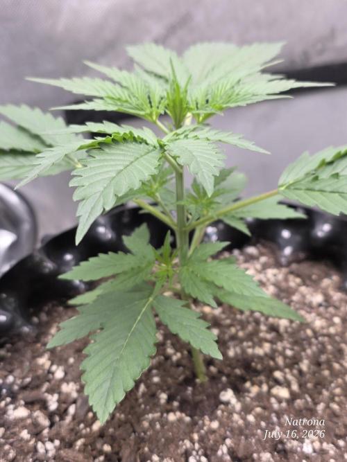Auto Wappa. Week 2