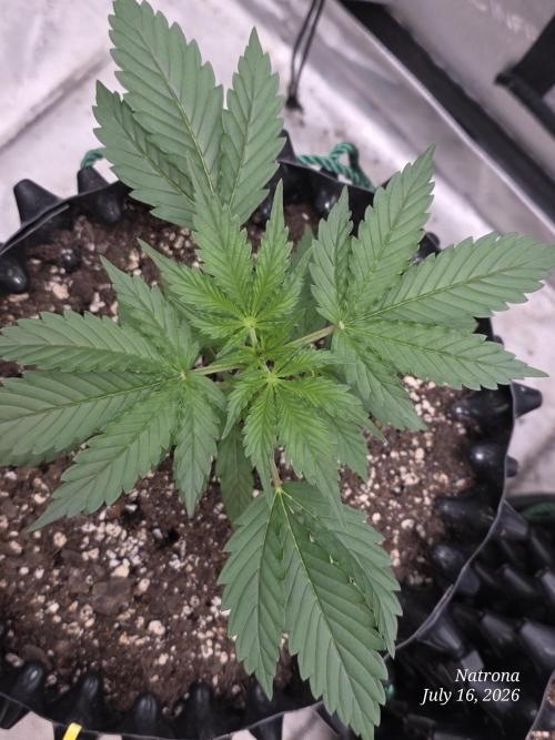Auto Wappa. Week 2