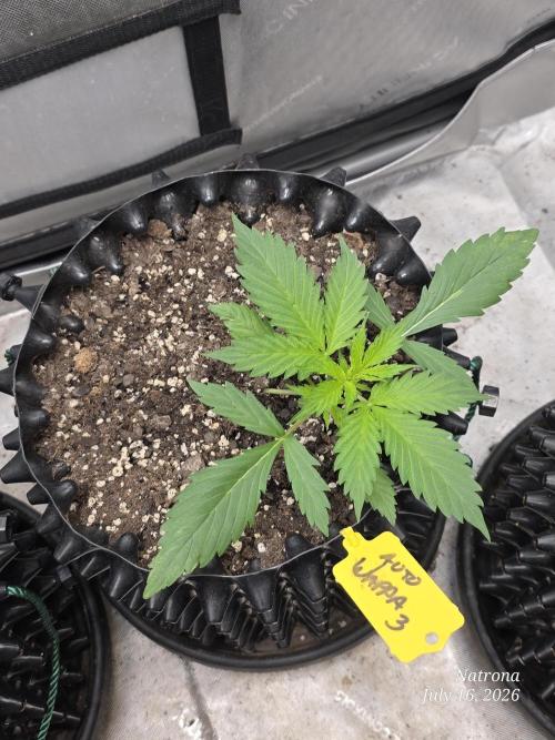 Auto Wappa. Week 2