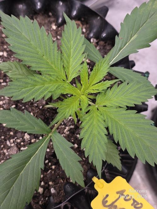 Auto Wappa. Week 2