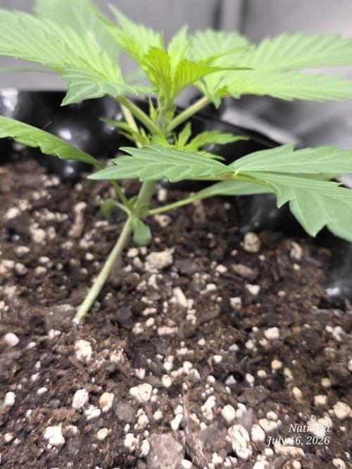 Auto Wappa. Week 2