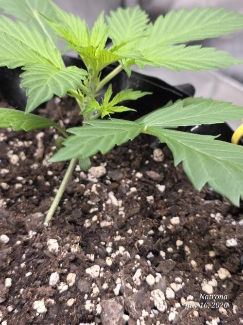 Auto Wappa. Week 2 - Yellow shoots under 