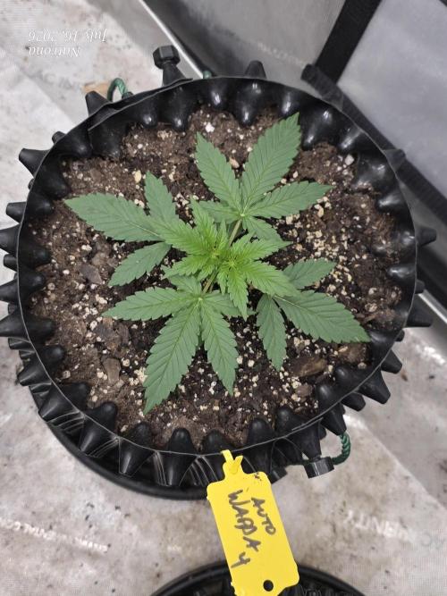 Auto Wappa. Week 2