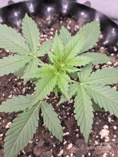 Auto Wappa. Week 2